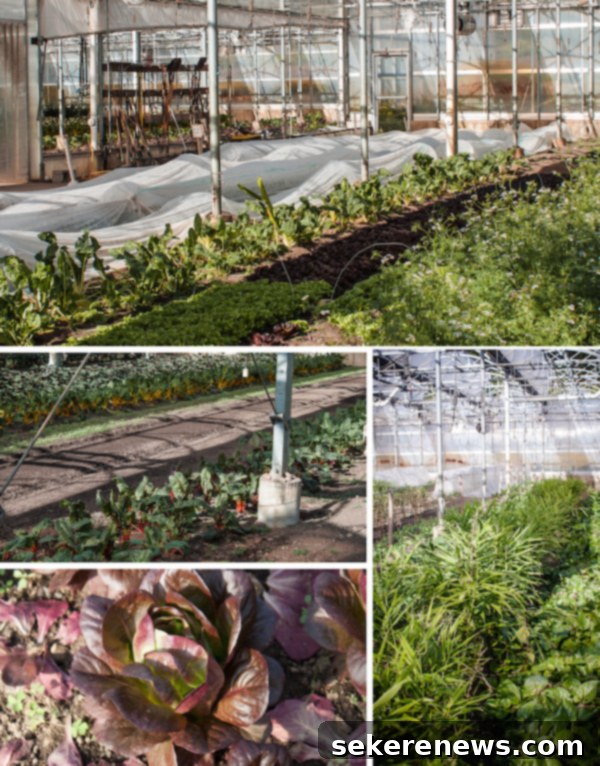 Rows of plants in the Stone Barns greenhouse