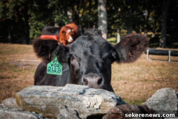 Cows grazing at Stone Barns farm
