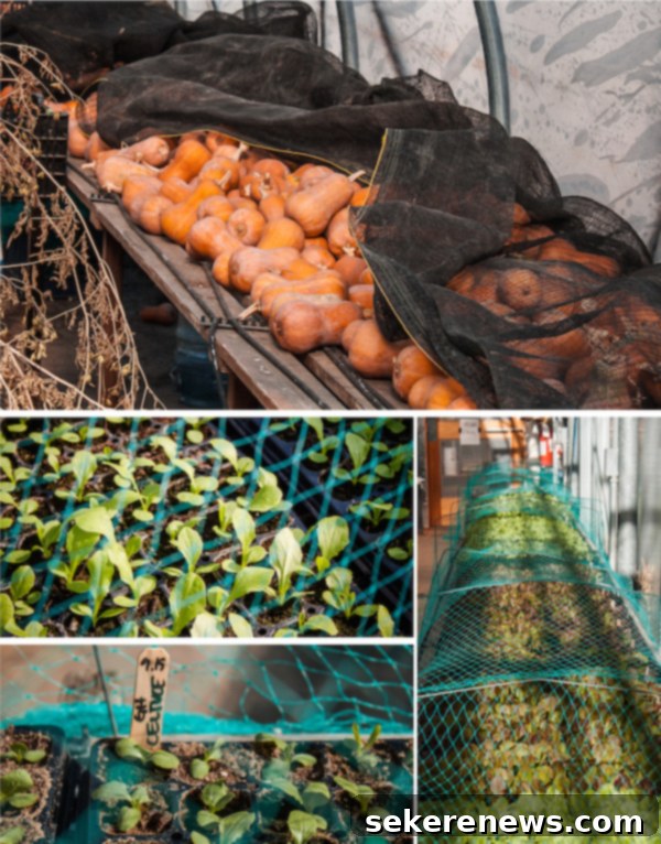 Inside the Stone Barns greenhouse