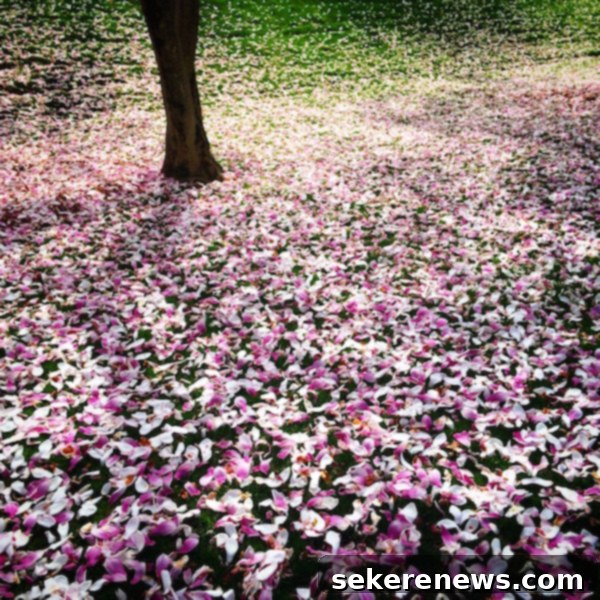 The Sunday Chronicle 2 Vibrant spring flowers blooming in Georgetown, Washington D.C.