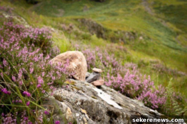 Wandering Free 3 Another beautiful landscape image from the Scottish Highlands, showcasing nature's beauty