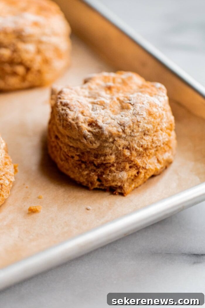 Effortless Whole Wheat Biscuits 2 Easy Whole Wheat Biscuits - Golden, Fluffy, and Delicious