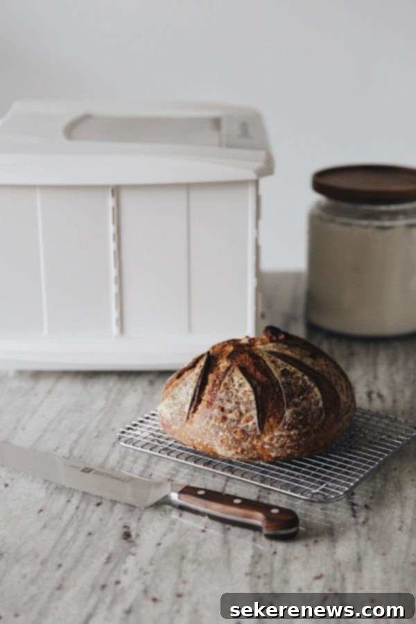 Advanced Sourdough Baking: The Brod and Taylor Proofing Box for ultimate control Brod and Taylor Folding Proofer Box, set up for controlled temperature and humidity for dough proofing