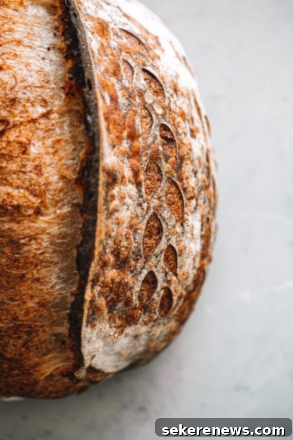 Sourdough Starter Troubleshooting: Your Essential Guide and FAQ 4 Close Up of Artisan Sourdough Bread Ear