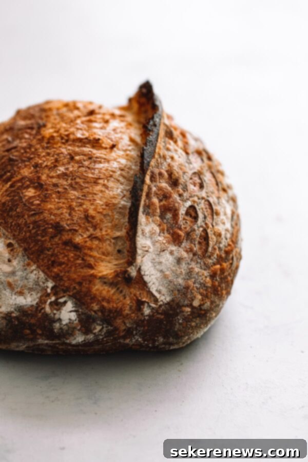 Sourdough Loaf with an impressive ear, showcasing good oven spring and scoring