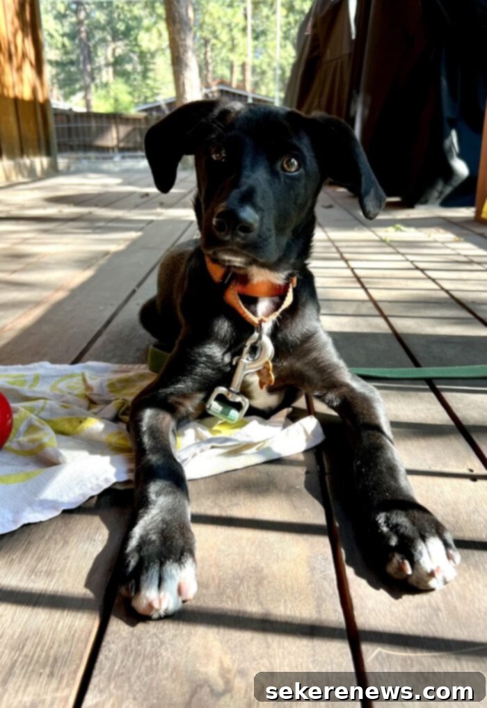 Title Localization 2 Meet Finn, our new adorable 4-month-old lab mix rescue puppy