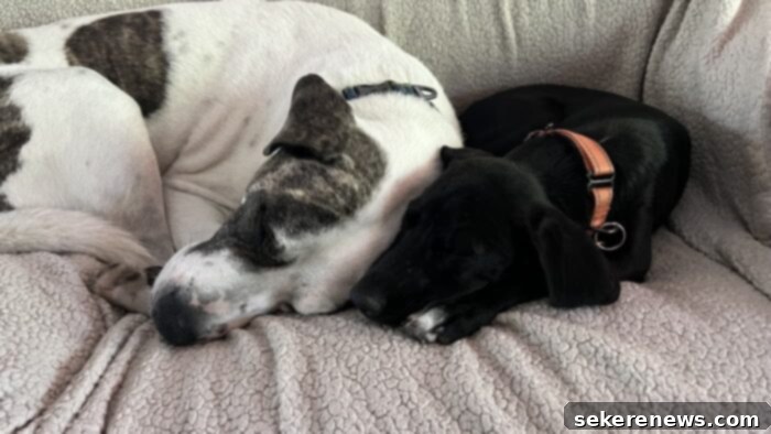 Title Localization 11 Finn and Marley cuddling together, showing their strong bond