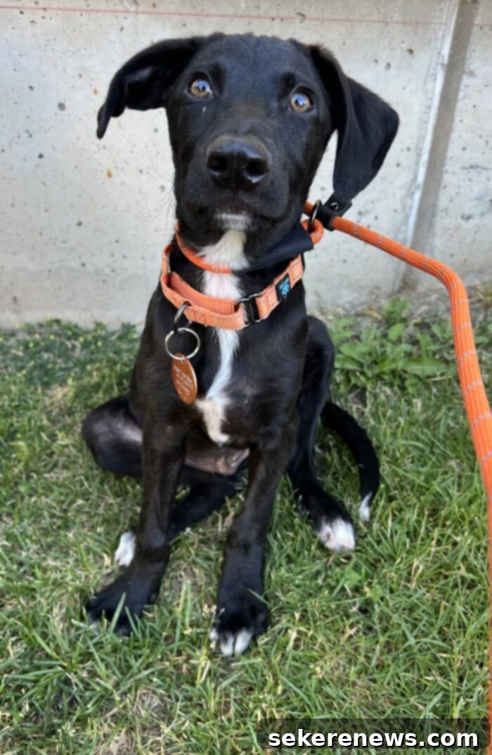 Title Localization 12 Finneus, our beloved lab mix puppy, looking up adoringly