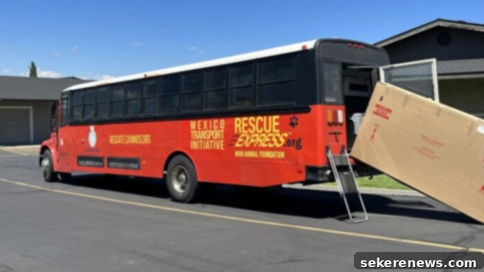 Title Localization 3 Rescue puppies arriving on a bus from Guadalajara, Mexico for Street Dog Hero