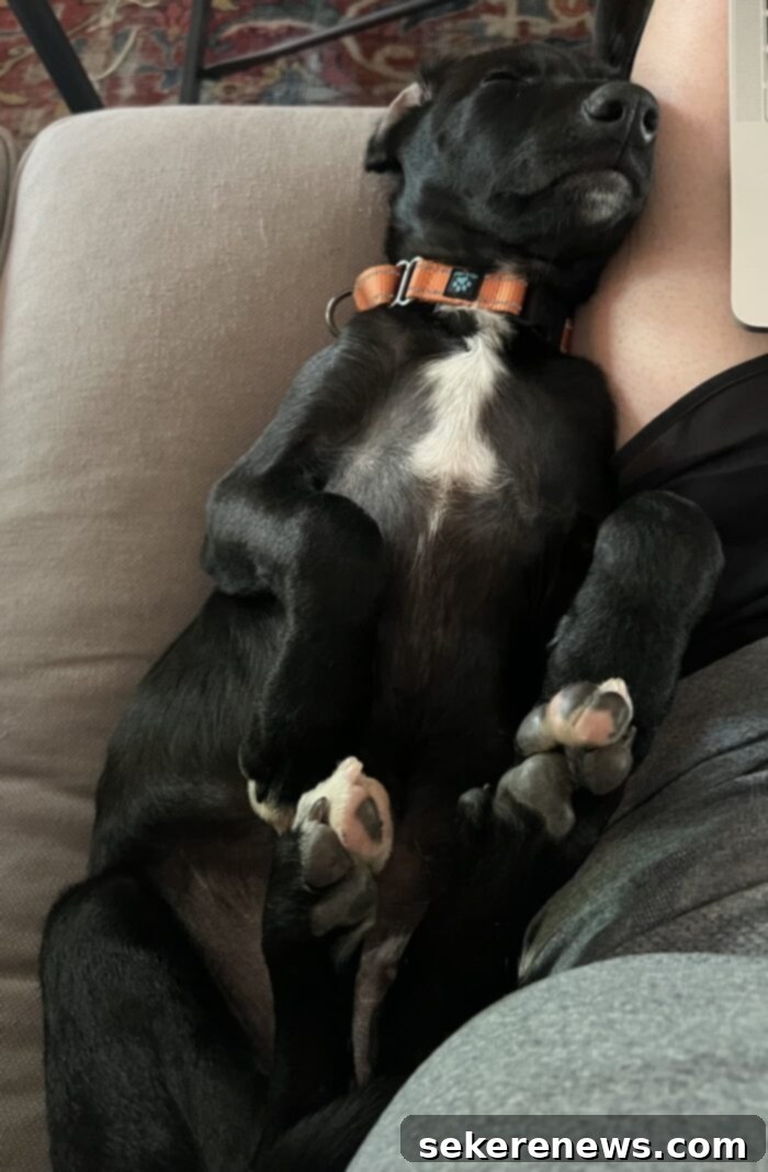 Title Localization 9 Finn comfortably napping, a typical happy rescue dog